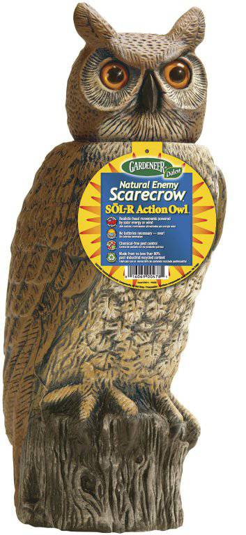 Scarecrow Owl
